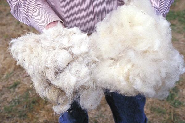 wool fibre